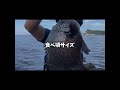 ガンガゼを1日で100個消費する磯。当たりがある方が面白い。 石鯛 fishing shorts shimano