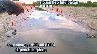 PANEN KEPITING!! asli disini sarangnya kepiting berhamburan dimana-mana