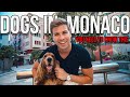 How to be a good dog Owner in Monaco