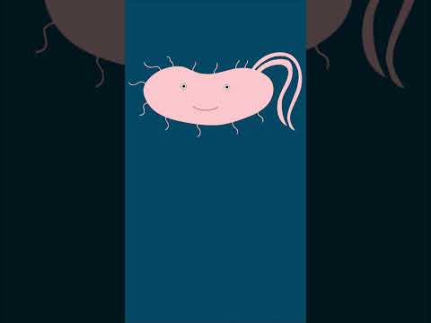How do bacteria defend themselves?