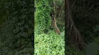 Sacred Grove of Sree Krishna Swamy Temple,  Pallarimangalam,  Thekkekara  Alappuzha