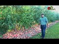 আপেল বাগান (Apple Orchard)-২য় পর্ব