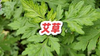 端午节在门上挂艾草的习俗，你知道怎么来的嚒#野生植物 #艾草