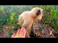 hanuman ji and monkey s 🍏 langur ji video 🤪 animal and hanuman ji 🌻 funny video