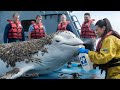 the animal rescue team was there to help a beluga whale remove parasitic barnacles from its body