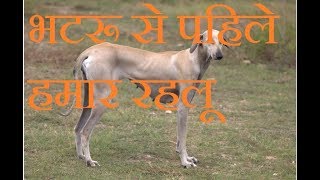 भातरु से पाहिले हमार रहलू // FUNNY VIDEO MASTI