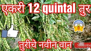 एकरी 12 quintal तुर || तुर लागवड माहिती तंत्रज्ञान मराठी || तुरीचे नवीन वान .