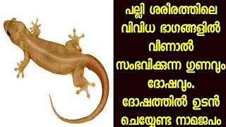 | പല്ലി തലയിൽ വീണാൽ |Devi kripa jyothisham | ജ്യോതിഷ സംബന്ധമായി വിശ്വാസികൾwats app only 9074032073|