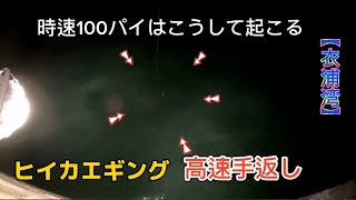 【衣浦湾】ヒイカ時速100パイの群れに遭遇❗カット少なめ高速手返し御覧下さい。