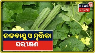 ବୈଜ୍ଞାନିକ ପଦ୍ଧତିରେ Ridgegourd ଚାଷ | Annadata