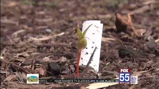 'Mystery Seeds' being delivered to Hoosier homes could be a scam, hurt environment