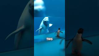Amazing Reaction of Whale at the First Meeting with the Penguin ❤️