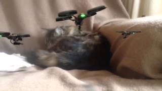 Gareth Morgan's cat problem sorted