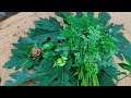 rural life/moringa leaf/chilly🌶️/papaya/Ivy gourd(kundru)/mulberry/flowers#harvesting#countrylife#yt