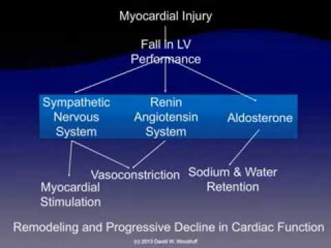 Congestive Heart Failure Pathophysiology Diagram - General Wiring Diagram