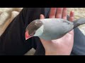 あることをして欲しくて飼い主にピッタリくっついてくる文鳥　java sparrow