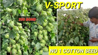 BT CROP COTTON SEED V-SPORT ALL GUJRAT FARMERS SEEN