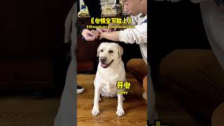 狗子：原来打针，一点不痛！Dog: It turns out that the injection doesn't hurt at all! #萌寵#寵物#搞笑#拉布拉多 #doglover