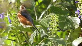 Eastern Spinebill