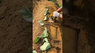 Betel leaf cultivation