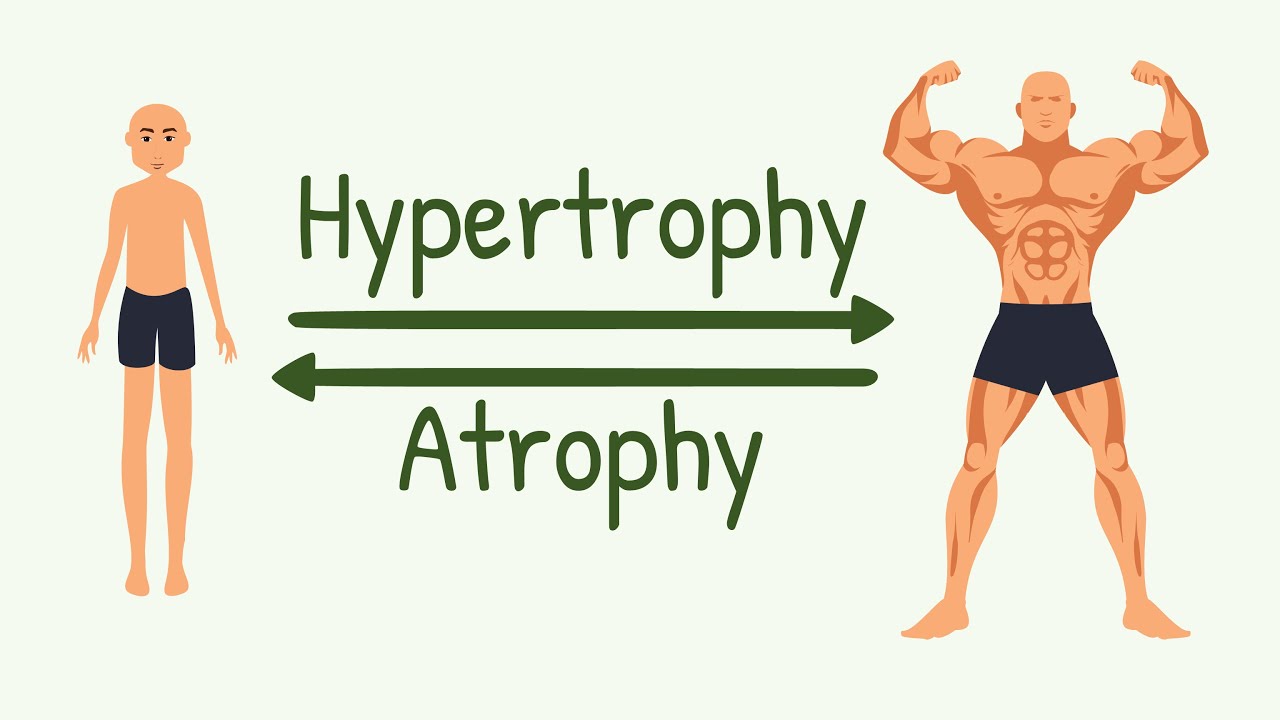 Remodeling Of Muscle To Match Function | Hypertrophy, Hyperplasia ...