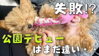 【公園デビュー】は難しい⁉︎生後4ヶ月のお散歩練習【タイニープードル】