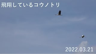 飛翔しているコウノトリ（2022.03.21）