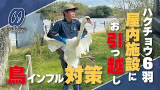 屋内施設にお引っ越し　常盤湖のハクチョウ６羽【宇部】