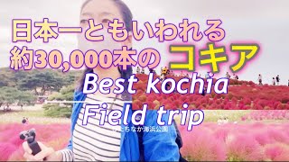 【コキア】まるっとかわいい！紅葉して赤く染まりはじめた秋のオススメスポット2022年10月