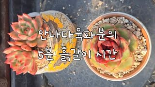 알록달록 예쁜 화분, 5분 흙갈이 렛츠고🪴 #흙갈이 #다육이 #다육식물 #수제화분