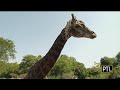 Giraffe Encounter