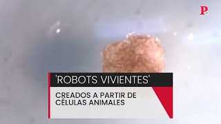 Así son los 'robots vivientes' creados a partir de células animales