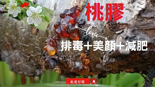 桃膠哪裡來？是美容聖品？破除桃膠迷思｜桃膠真實的功效？｜鮮採桃膠DIY養顏湯