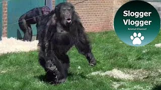 Chimpanzee Walks Like A Human And Hurls Food Towards Visitors