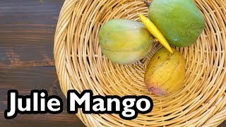 Truly Tropical Mango Varieties- ‘Julie’