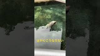 やる気ゼロアザラシ　Unmotivated seal 下田海中水族館