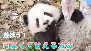 パンダ赤ちゃんの遊んで攻撃！🥰飼育員さんは勝つことが出来るのか？✨　| iPanda パンダ楽園　#shorts