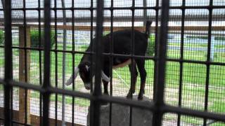 Goat At Tendercrop Farm