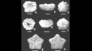 GEOL204 - Fossil Ecosystems