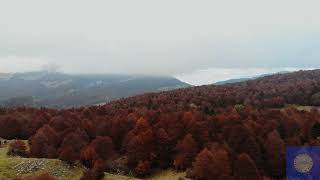 Forests Red 🌲🌳Trees by drone || #4k #nature status #relaxingmusic #nature #fabulousnatureworlds