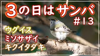 3の日はサンバ#13~ウグイス・ミソサザイ・キクイタダキ~