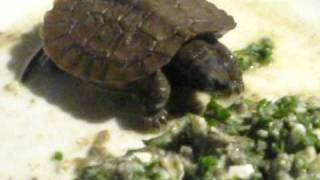 Dinnertime for North American Wood Turtle Hatchling