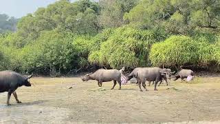 26 Feb 2023 Shui Hau water buffalo herd水口水牛羣