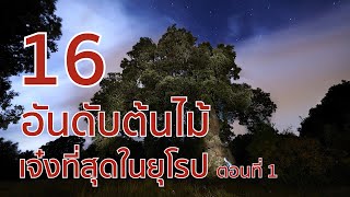 16 อันดับต้นไม้ เจ๋งที่สุดในยุโรป ตอนที่ 1