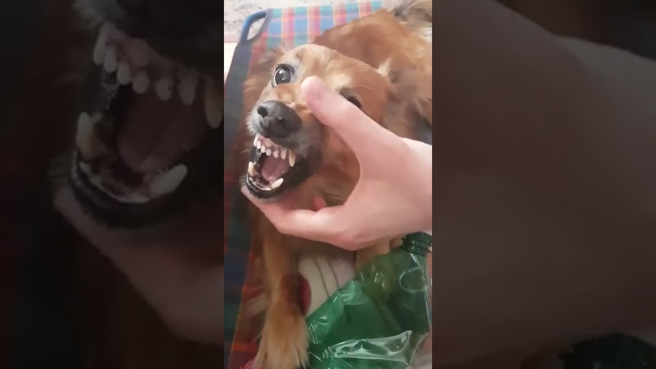 Funny Angry Dog 4 Youtube