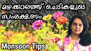 ചെടികളുടെ മഴക്കാല സംരക്ഷണം| RAINY SEASON PLANT CARE|MONSOON PLANT CARE TIPS IN MALAYALAM |PLANT CARE