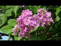 lagerstroemia speciosa 1