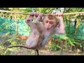 指しゃぶりよりも、ちんしゃぶりを選んだ赤ちゃん猿🐒cute little baby monkey