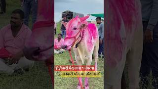 ने केसरी मैदानाचा एक नंबरचा मानकरी घोट चा छोटा #हिंदकेसरी #सर्जा #video #viralvideo #बैलगाडा