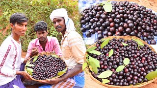 Natural jamun fruits (karu nava pazham) picking and eating in my village / Village Model Food